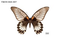 藏品(大鳳蝶)的圖片